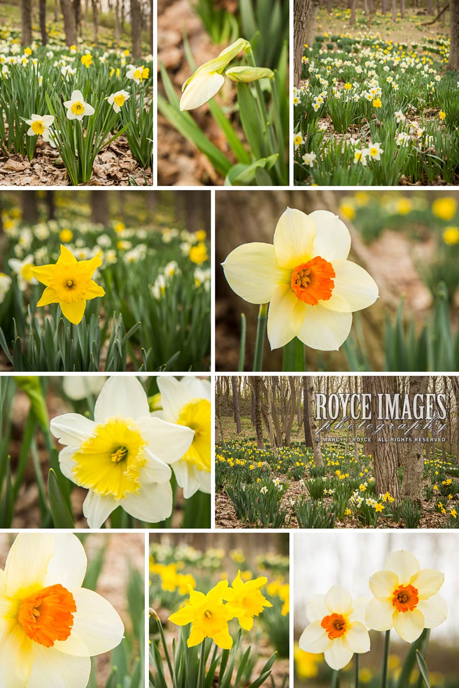 Daffodils Spring 2015